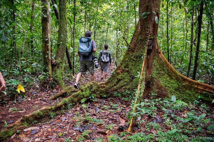 Amazon Rainforest